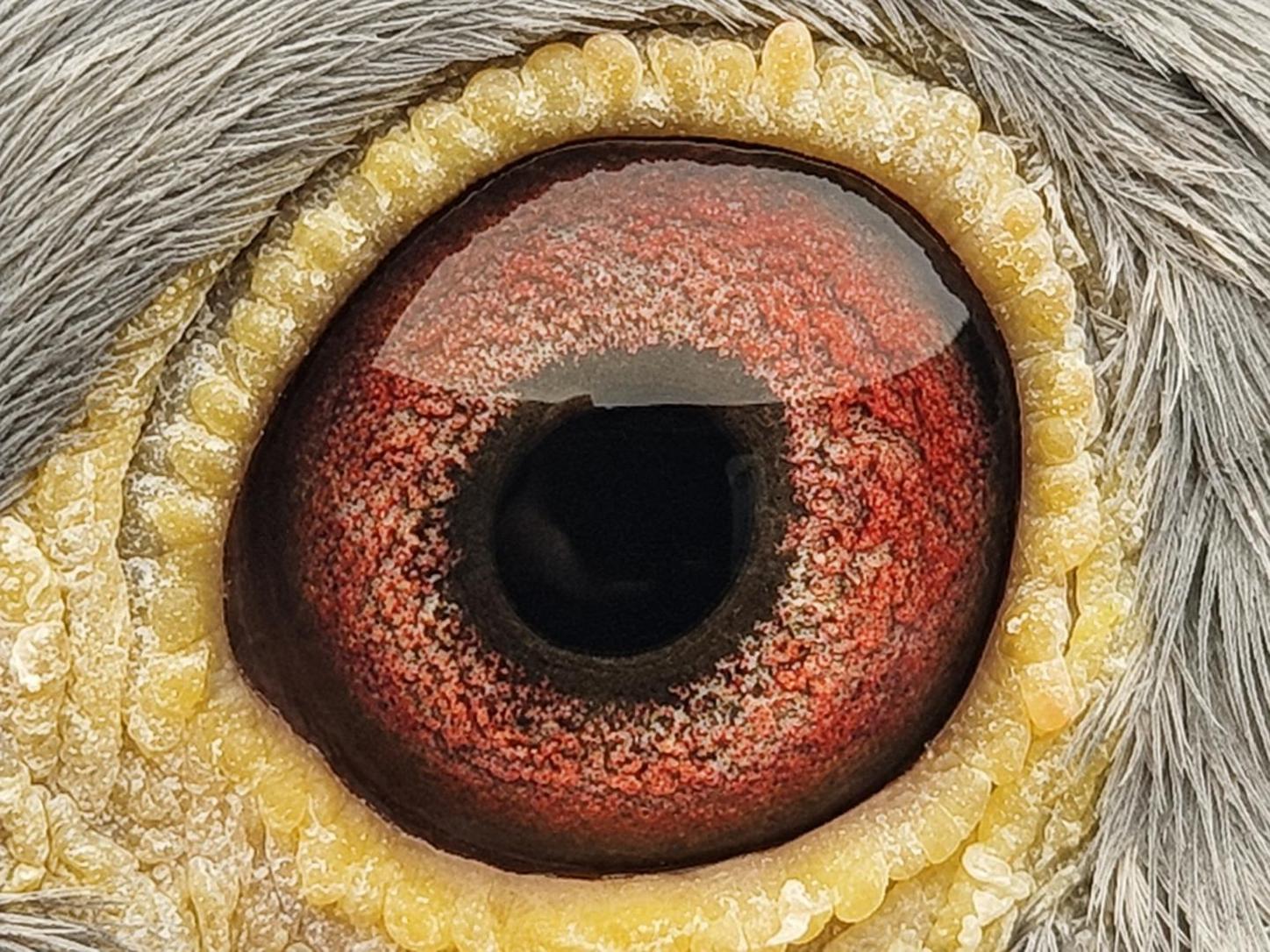 Pigeon eye